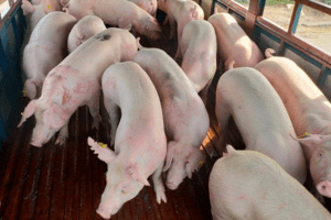 Giá heo hơi hôm nay 25/10/2023: Tiếp đà tăng trên cả ba miền