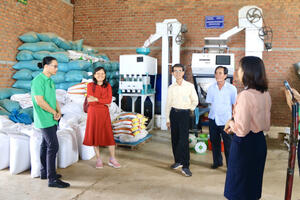 Liên kết sản xuất trong nông nghiệp: Phát huy vai trò “cầu nối” của hợp tác xã