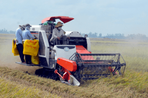 Giá lúa gạo hôm nay 31/10/2023: Giá lúa chững, giá gạo tăng