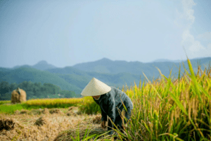 Giá lúa gạo hôm nay 1/11/2023: Đồng loạt tăng nhẹ
