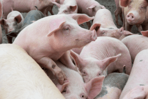 Giá heo hơi hôm nay 2/11/2023: Đi ngang, cao nhất 54.000 đồng/kg
