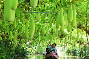 Phát triển du lịch bền vững: Tạo kỳ tích từ điểm đến nông nghiệp, nông thôn