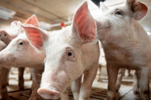 Giá heo hơi hôm nay 21/11/2023: Tăng mạnh nhất 3.000 đồng/kg