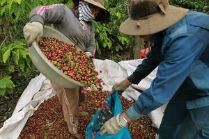 Giá cà phê hôm nay 24/11: Đồng USD giảm không đủ lực nâng giá Robusta