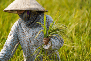 Giá lúa gạo hôm nay 1/12/2023: Đồng loạt đi ngang
