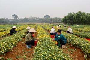 Hà Nội: Biến vùng đất đồi gò thành cánh đồng hoa cúc chi trù phú