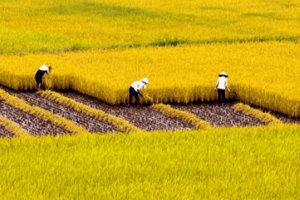 Giá lúa gạo hôm nay 15/12/2023: Giá lúa tăng giảm trái chiều