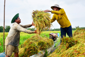 Giá lúa gạo hôm nay 18/12/2023: Duy trì ổn định