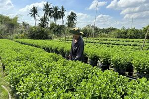 Nông dân Cần Thơ tất bật chuẩn bị hoa kiểng mùa Tết