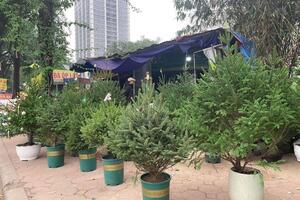 Cận Noel, cành thông tươi, cây tùng thơm... "cháy hàng"