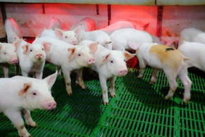 Giá heo hơi hôm nay 21/12/2023: Tăng 1.000 đồng/kg