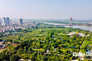 Trồng gốc đào thuê, người nông dân kiếm tiền triệu mỗi ngày