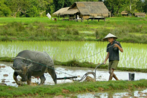 Giá lúa gạo hôm nay 25/12/2023: Duy trì ổn định