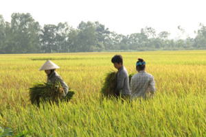 Giá lúa gạo hôm nay 27/12/2023: Duy trì đà đi ngang