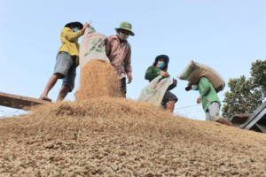 Giá lúa gạo hôm nay 29/12/2023: Duy trì ổn định