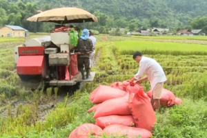 Giá lúa gạo hôm nay 3/1/2024: Giá gạo xuất khẩu tăng nhẹ