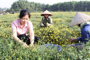 Khuyến nông Hà Nội lan tỏa sản xuất xanh, bền vững