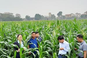 Hà Nội: Hướng phát triển kinh tế mới từ ngô sinh khối