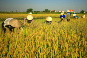 Giá lúa gạo hôm nay 11/1/2024: Giá gạo giảm