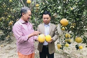 Hà Nội linh hoạt giải pháp tiêu thụ bưởi