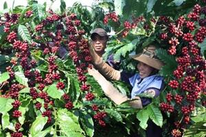 Kim ngạch xuất khẩu cà phê của Việt Nam năm 2023 cao kỷ lục, đạt 4,24 tỷ USD