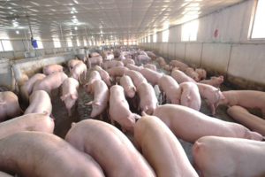 Giá heo hơi hôm nay 12/1/2024: Tiếp tục tăng 1.000 - 2.000 đồng/kg