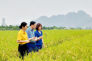 Hà Nội, xây dựng nhiều vùng nông sản hướng tới xuất khẩu