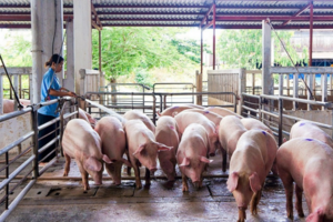 Không thiếu thịt lợn dịp Tết Nguyên đán Giáp Thìn 2024