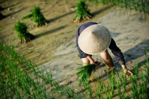 Giá lúa gạo hôm nay 23/1/2024: Giá gạo giảm