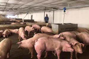 Nông sản, thực phẩm dịp Tết: Nguồn cung dồi dào, không có hiện tượng “sốt giá”