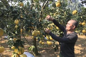 Hướng phát triển bền vững cây trồng chủ lực của Hà Nội