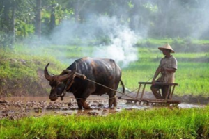Giá lúa gạo hôm nay 25/1/2024: Đồng loạt chững giá