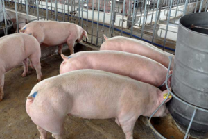 Giá heo hơi hôm nay 29/1/2024: Miền Bắc thu mua  trong khoảng 57.000 - 58.000 đồng/kg.