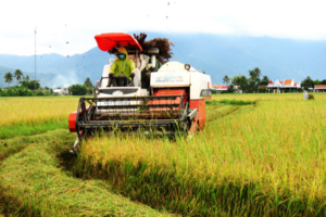 Giá lúa gạo hôm nay 30/1/2024: Giá lúa chững, giá gạo giảm mạnh