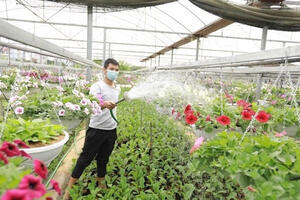 Xuân đến sớm những làng hoa Hà Nội