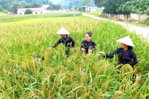 Giá lúa gạo hôm nay 1/2/2024: Giá lúa chững, giá gạo tăng