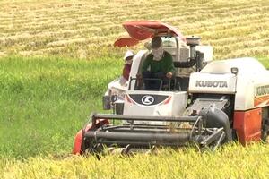 Giá lúa gạo hôm nay ngày 2/2: Khu vực Đồng Tháp, các kho mua mạnh chủng loại lúa, gạo IR 504