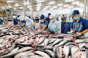 Việt Nam là nhà cung cấp cá thịt trắng lớn thứ 2 cho thị trường Mỹ