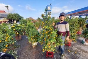 Thị trường cây cảnh bình ổn, người dân yên tâm mua sắm