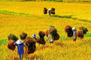 Giá lúa gạo hôm nay 15/2/2024: Giá lúa tại Tiền Giang tăng 500 – 1.000 đồng/kg