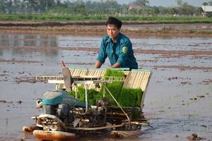 Hà Nội: Hoàn thành gieo cấy lúa Xuân trong tháng 2/2024