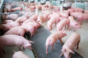 Giá heo hơi hôm nay 21/2/2024: Tăng cao nhất 3.000 đồng/kg