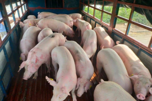 Giá heo hơi hôm nay 22/2/2024: Biến động trái chiều