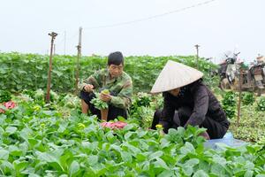 Vựa rau củ lớn nhất Hà Nội vào vụ mới