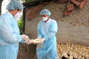 Phú Hòa: Triển khai tiêm vắc xin phòng bệnh cho đàn gia súc, gia cầm