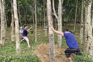 Hà Tĩnh: Nâng cao hiệu quả kinh tế cây gió trầm
