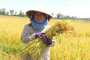 Giá lúa gạo hôm nay 13/3/2024: Giá gạo biến động trái chiều