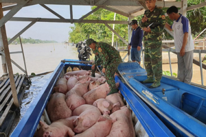 Giá heo hơi hôm nay 15/3/2024: Miền Nam tăng cao nhất 2.000 đồng/kg