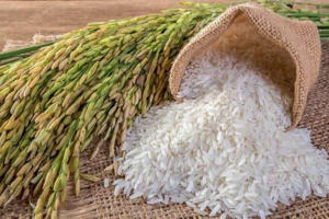 Giá lúa gạo hôm nay 15/3/2024: Duy trì ổn định