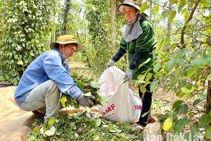 Huyện Cư Kuin: Thắt chặt an ninh mùa thu hoạch hồ tiêu